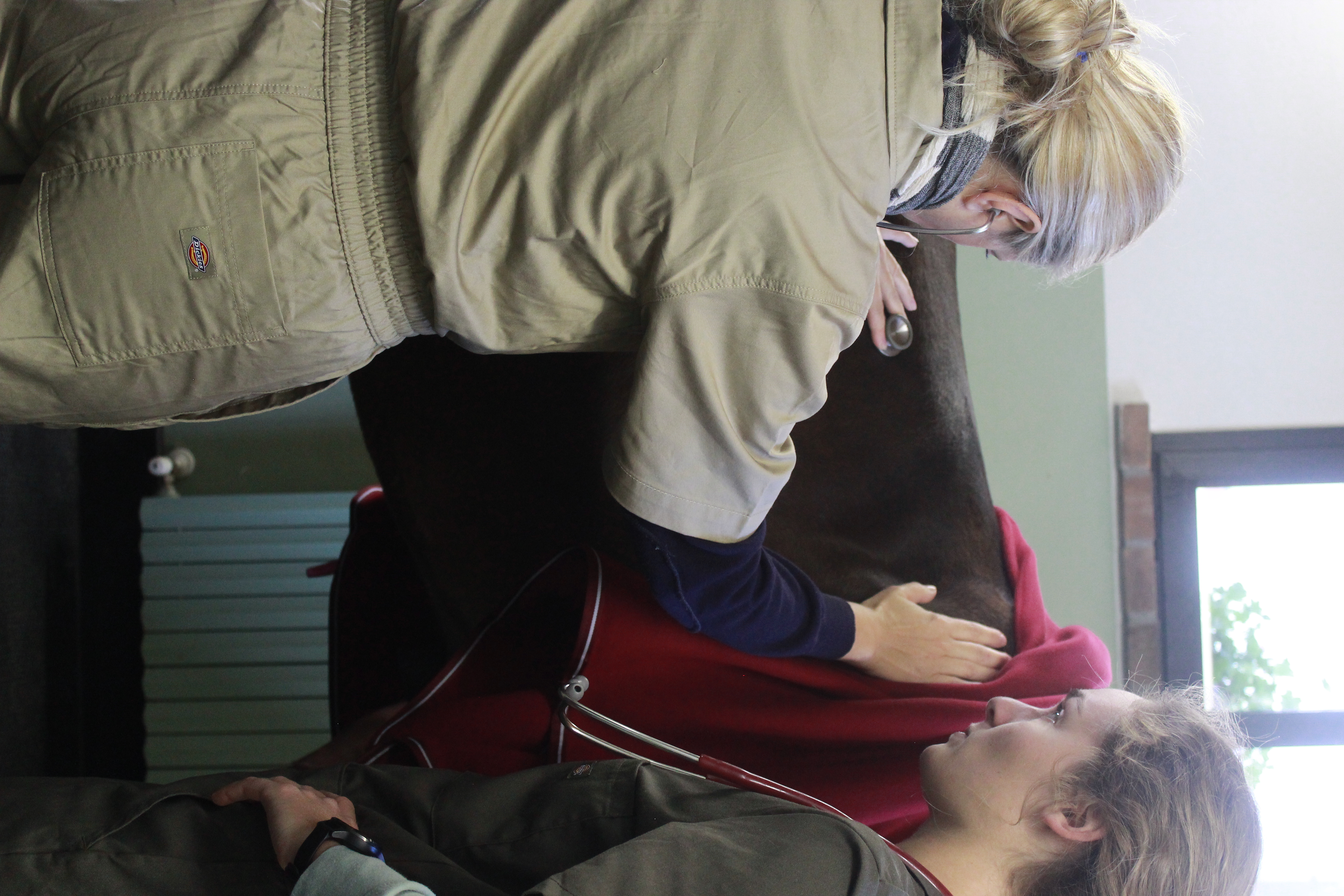 Studentessa che esamina un cavallo in clinica