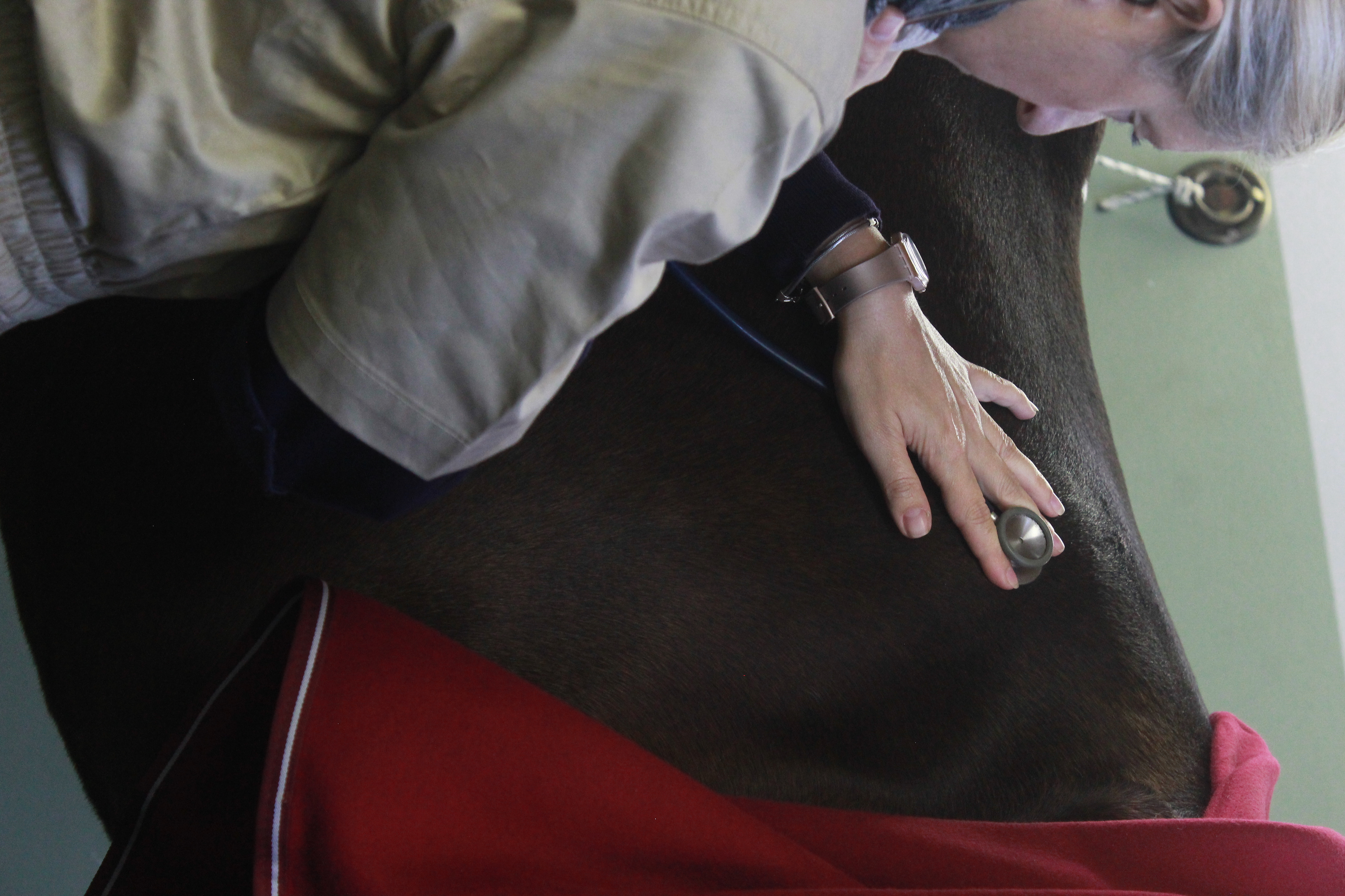 Stetoscopio su cavallo